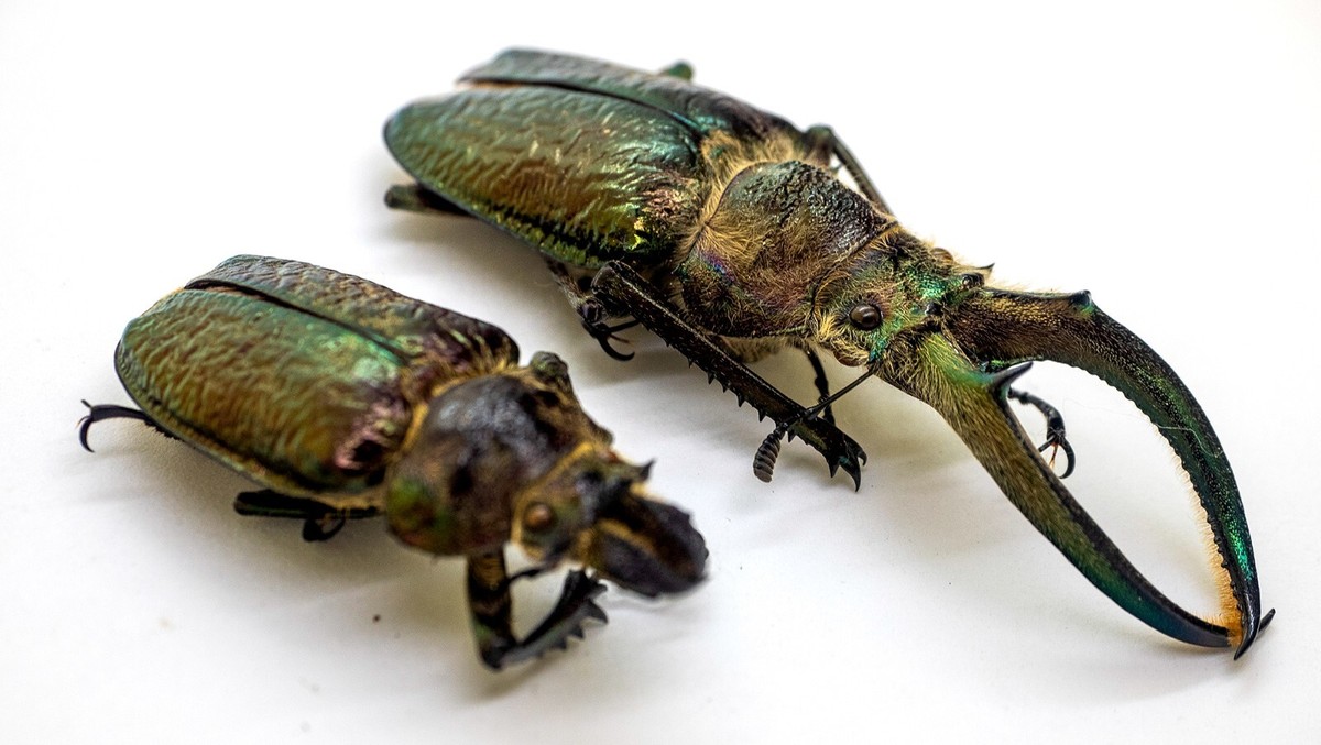 Lucanidae - Stag Beetle - Sphaenognathus feisthameli (4 eyes