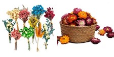 10Pcs Mini Dried Flowers Bouquet Natural Dried Daisy Flowers Heads - 50 60 Pcs