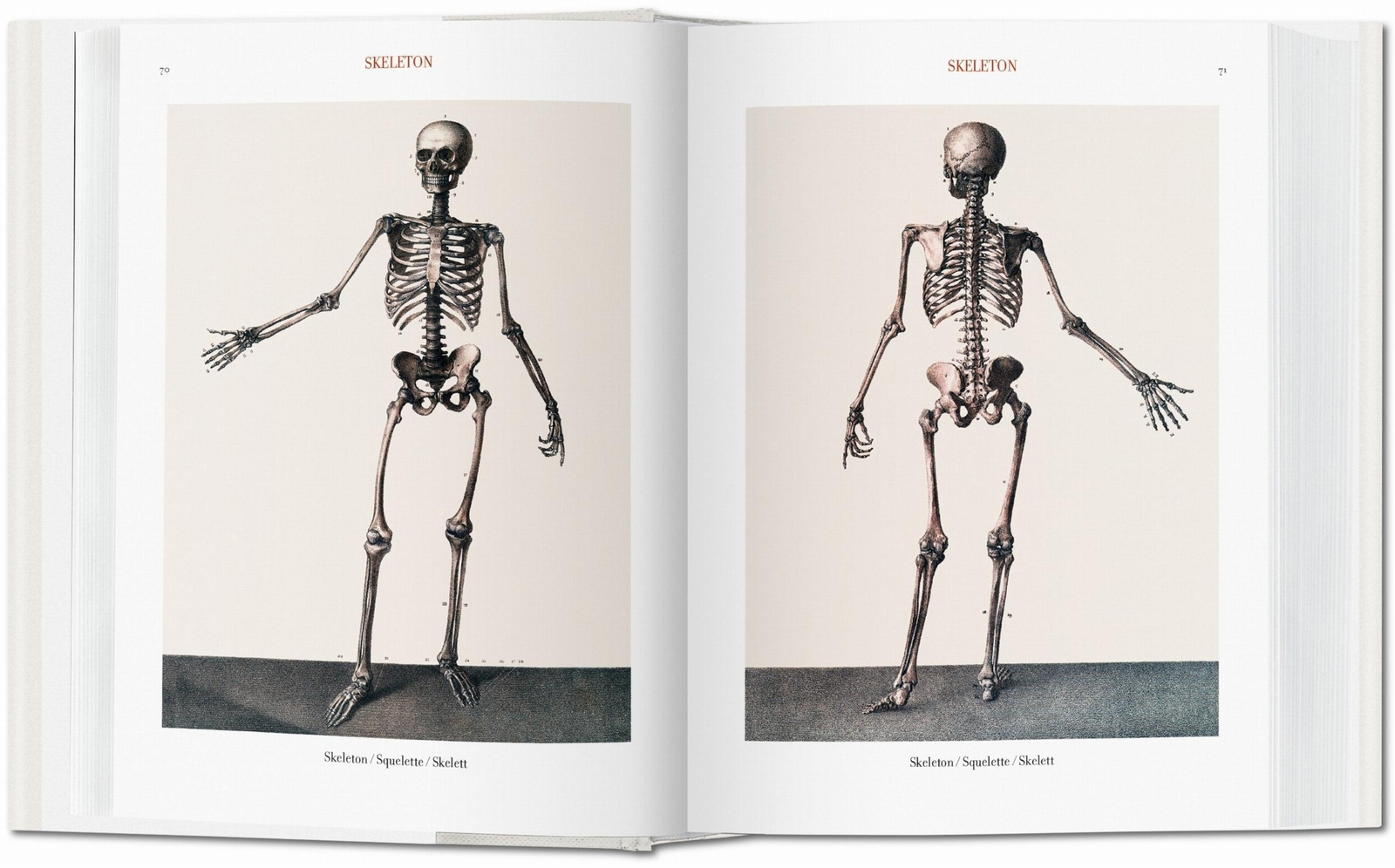 Thumbnail - Jean Marc Bourgery. Atlas Of Human Anatomy And Surgery | Jean-marie Le