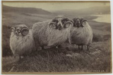 3 béliers de mouton Shetland par Charles Reid. Circa 1880. Écosse.