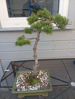 Bonsai Baum Kiefer Farbe Grün