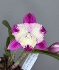 NEW! Unreleased 2027 Cattleya (Slc. Angel Eyes x Slc. Warpaint) SVO 11503 — photo 1