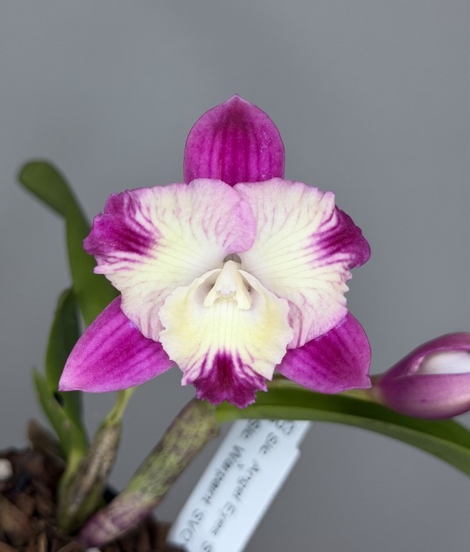 NEW! Unreleased 2027 Cattleya (Slc. Angel Eyes x Slc. Warpaint) SVO 11503