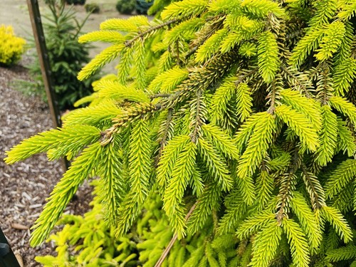 Picea orientalis 'Skylands' - Oriental Spruce *Live Plant - Picture 5 of 7