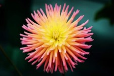 50+ Cactus Dahlia Mixed Color Seeds Made in USA Ships from Iowa