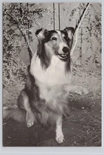 Lassie The Dog B/W Classic Hand Shake 1989 Postcard Series "The New Lassie" TV