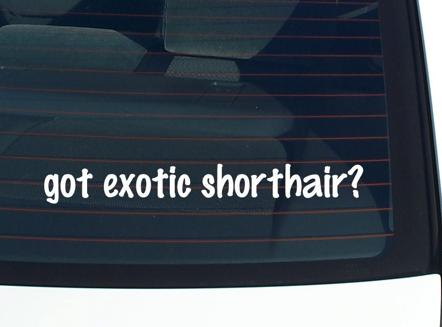 got exotic shorthair? CAR DECAL BUMPER STICKER VINYL FUNNY JOKE WINDOW