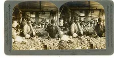 Astoria Oregon CANNING SALMON IN FISHERIE FACTORY Stereoview 13623 658_58
