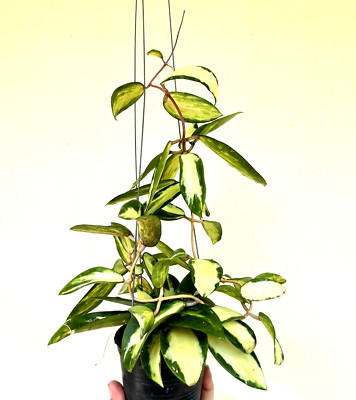 Hoya acuta variegated inner 8-12 inches well rooted. 