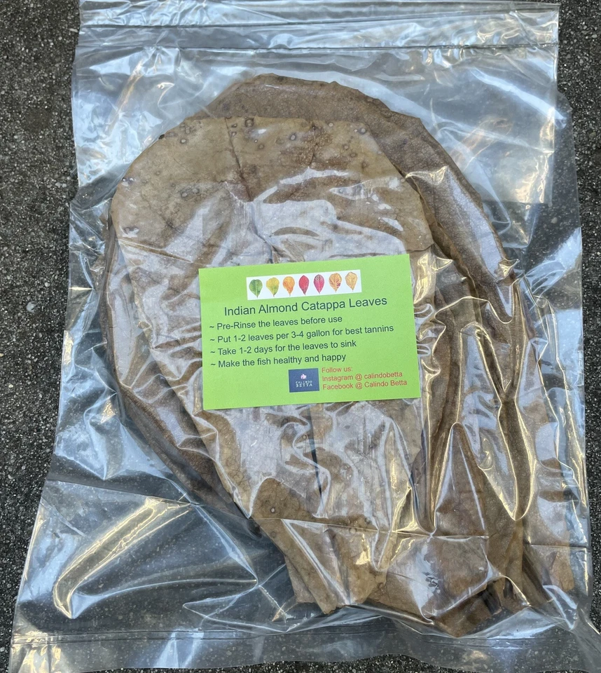 Indian Almond Catappa Leaves IAL Premium For Betta Shrimp Reptile - Large - Image 4 of 4