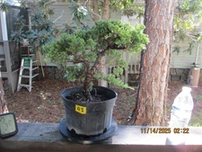 SPECIMEN BONSAI TREE JUNIPER PROCUMBENS NANA/Q3