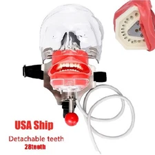 US Dental Simulator Mannequin Head Teeth Model Bench-Mounted for Dental Training