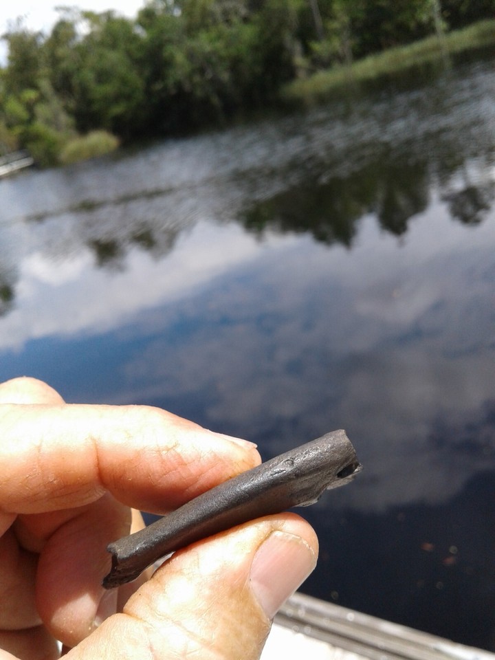 Tip Top Quality Fossil River Otter Jaw With One Gem Tooth Florida Ice