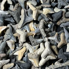 10 LEMON FOSSIL SHARK TOOTH LOT SUMMERVILLE SOUTH CAROLINA (SEE PHOTOS)