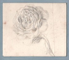 ROSA FIORE- Rose Flower - Pencil Drawing  Disegno Originale a Matita 1800