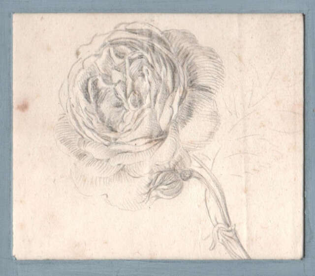 Rosa Fiore Rose Flower Pencil Drawing Disegno Originale A Matita 1800 Ebay