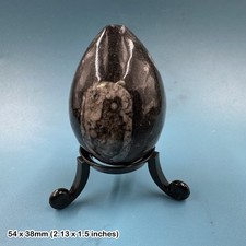 Orthoceras Polished Fossil Egg Genuine Prehistoric Cephalopod Specimen Natural