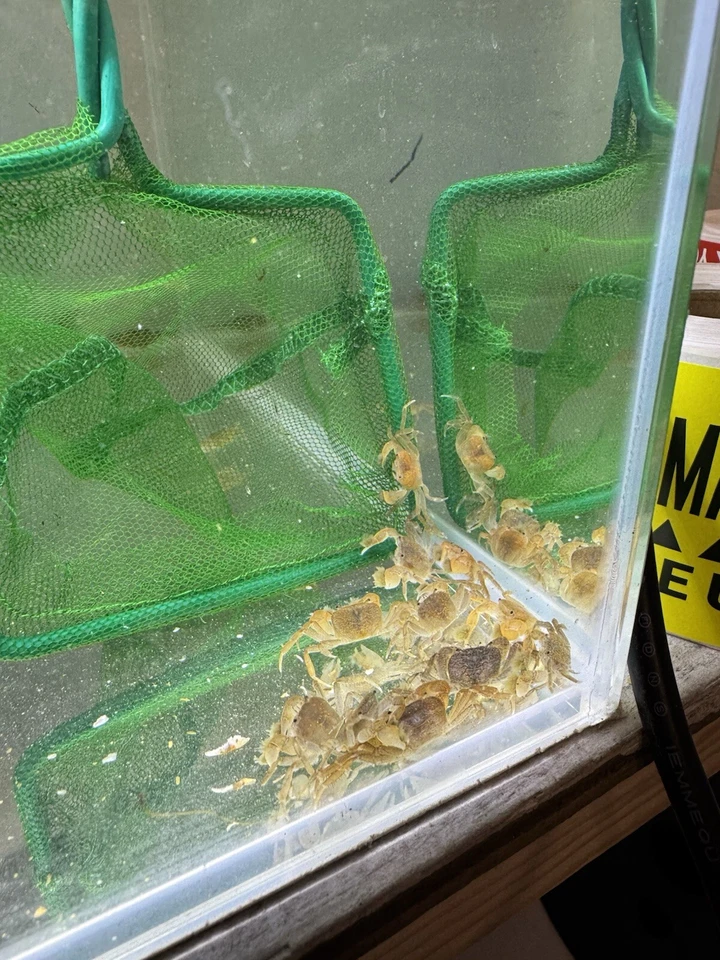 Cangrejo pompón de agua dulce 3 piezas Foto 2 de 2