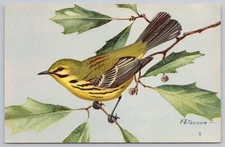 1957 Prairie Warbler Bird NWF Postcard by Brett, Photochrome Vintage
