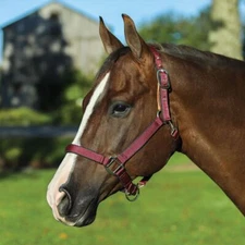 Dura-Tech Deluxe Fully Padded Breakaway Horse Halter | Various Sizes and Colors