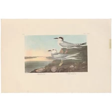 Audubon Amsterdam Ed Dbl Elephant Folio lithograph Pl  409 Havell's Tern