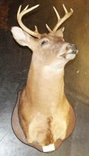 Whitetail Deer Shoulder Mount 8 Point Buck Antlers Rack Taxidermy Man Cave NICE!