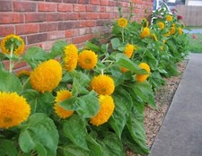 25 Teddy Bear Dwarf Sunflower Seeds Heirloom NON-GMO, Always Fresh Seeds - Cute