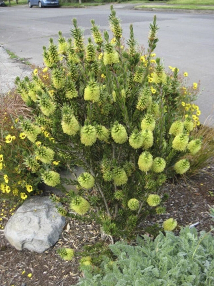 Callistemon pityoides - Dwarf Yellow Bottlebrush - 250 Seeds