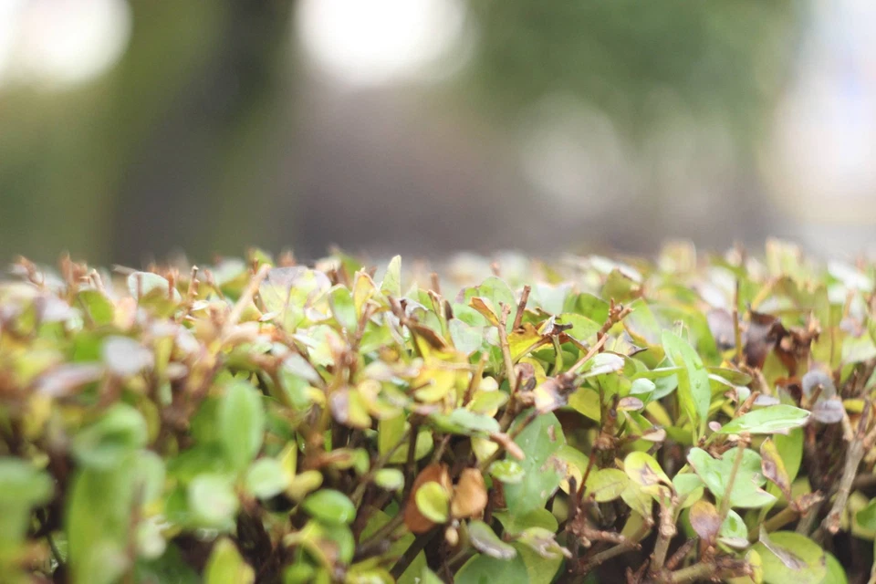 KMZ Helios-44 Black 13 blades, 58mm F/2.0, M42 mount, USSR Lens FULLY SERVICED - Image 3 of 4