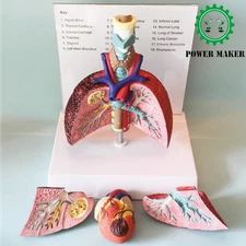 Human Larynx, Cardiopulmonary Lung Model, Heart, Larynx, Trachea, Lymph Nodes