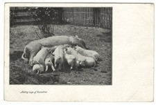 Cerdos: Bebé Lechones lactancia, "Haciendo cerdos de sí mismos". Humor, Pun. Pre-1910.