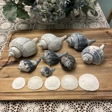 Surtido de conchas marinas - Rueda, dólares de arena y caracol luna decoración natural