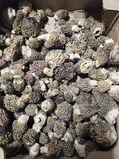 Fresh Morel Mushrooms- Various Colors/PER POU...