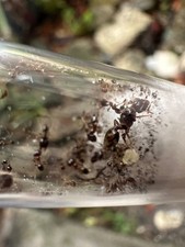 Pheidole megacephala ant 1 queens 10 workers with broods