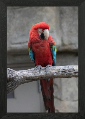 Parrot photograph Framed Wall Art Poster Canvas Print Picture