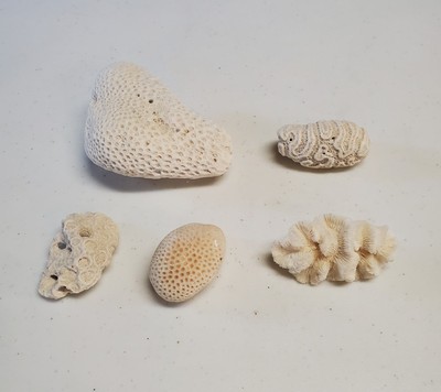 Lot Of 5 Different Varieties Of Natural Coral