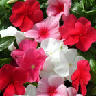 Outsidepride Mix Periwinkle Seeds for Planting – 4000 Pcs Annual, Fast-Blooming,