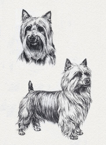 AUSTRALIAN SILKY TERRIER CHARMING DOG GREETINGS NOTE CARD FULL DOG & HEAD STUDY - Foto 1 di 1