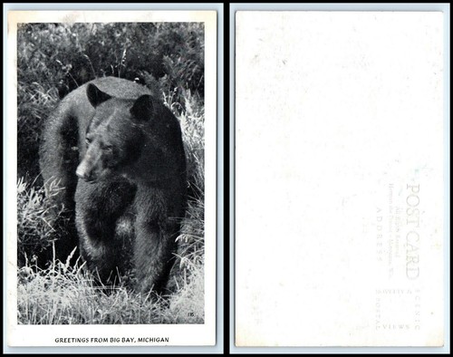 MICHIGAN Postcard - Greetings From Big Bay, Showing Large Bear H7
