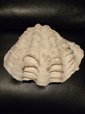 Large RUFFLED Half Clam Sea Shell TRIDACNA SQUAMOSA 9''x6'' 