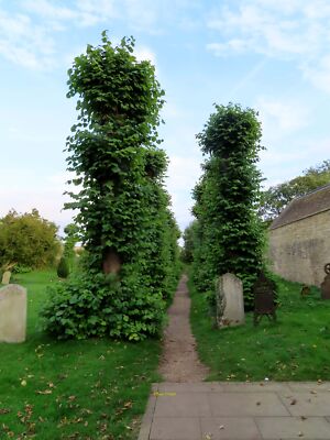 Foto 6x4 Baum gesäumter Weg im St John's Kirchhof Burford \/SP2512 um 2021