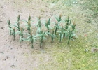 MP SCENERY 32 Corn Stalks N Gauge Model Vegetable Plant Railroad Farm Layout