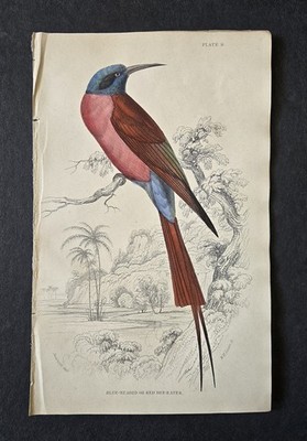 Antique 1837 Hand Colored Engraving Book Plate by Sir William Jardine - Bird