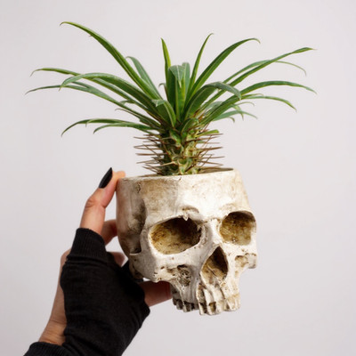 Skull Planter with Live Madagascar Palm   Spiky Succulent Tree   Gothic & Hallow