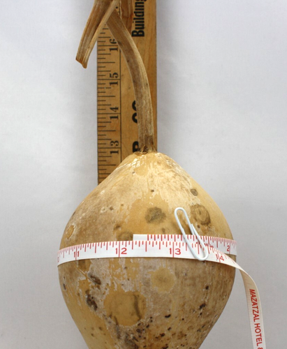 Birdhouse/Bottle Gourds All Sizes Dried, Roughly Cleaned, Seeds Still Inside - Picture 6 of 23