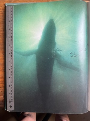 Wake of the Whale (1979) | Friends of the Earth | Illustrated Environmental Book
