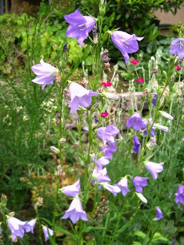 10 x pfirsichblättrige Glockenblume blau, weiß, violett Jungpflanzen