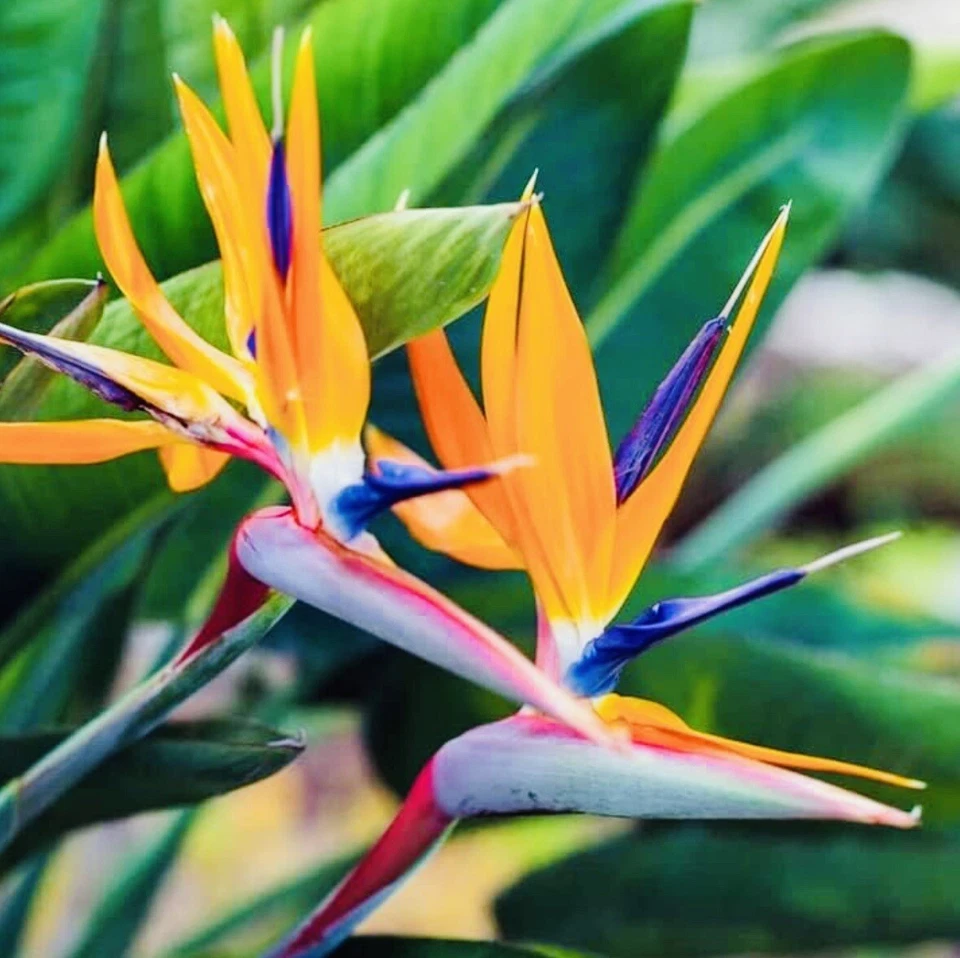 2 PACK ORANGE BIRD OF PARADISE PLANT GREENHOUSE BEST GIFT LIVE PLANT GUARANTEED - Image 3 of 3