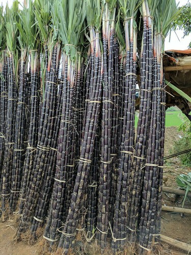 1 Pack 150 Black Sugar Cane Seeds Sugarcane Organic Saccharum - Picture 1 of 8