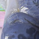 Blue Stone, Carved Parrot Bird Figurine w/ Crystal Geode Druzy Cavity 6 in — photo 9